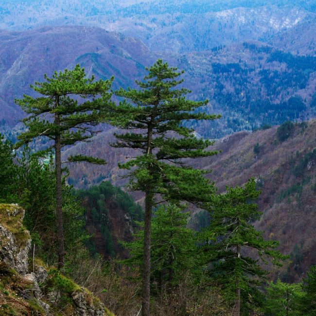 Trekking nelle foreste vergini di Kočevje | Slovenia 2026